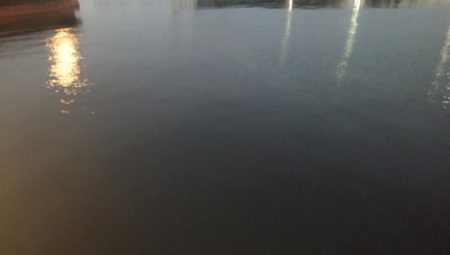 タチウオ最終盤