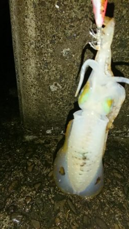 今年最後のアオリイカ