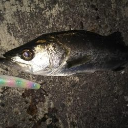 ぶらシーバス!!