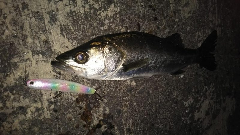 ぶらシーバス!!