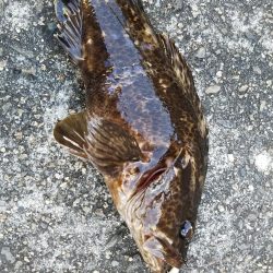 ぶら河川調査！！