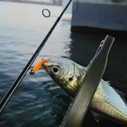 アジ釣り