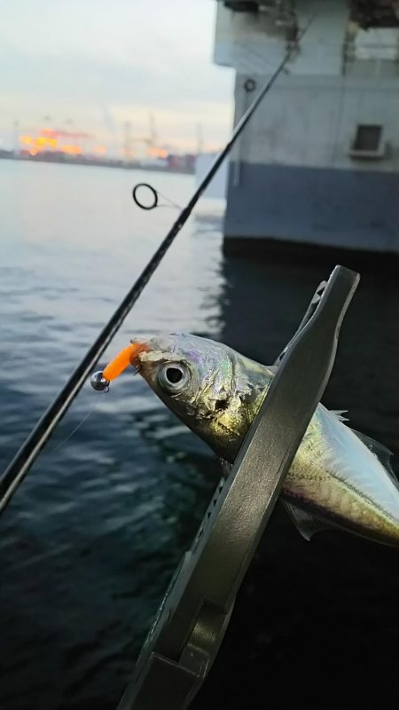 アジ釣り