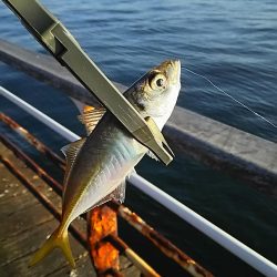 アジ釣り