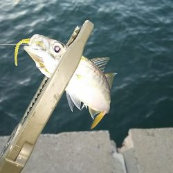 アジ釣り