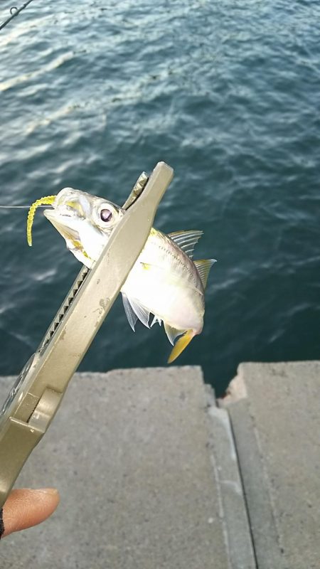 アジ釣り