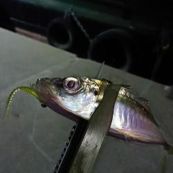 アジ釣り