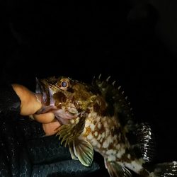 メバル ガシラ釣り