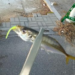 アジ釣り