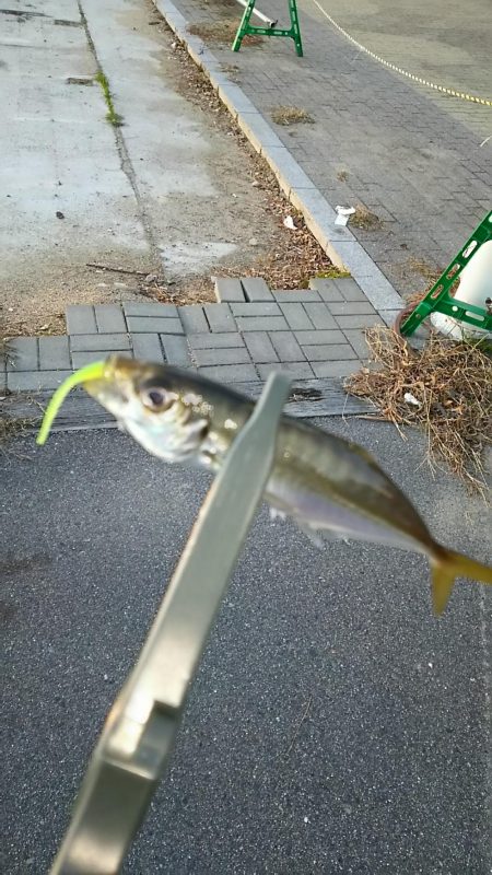 アジ釣り