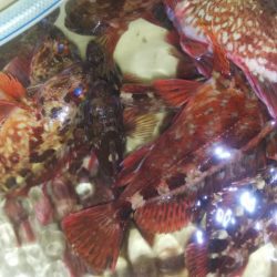 ロックフィッシュショート便❗️