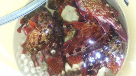 ロックフィッシュショート便❗️