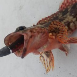 タケノコ1  ガシラ7