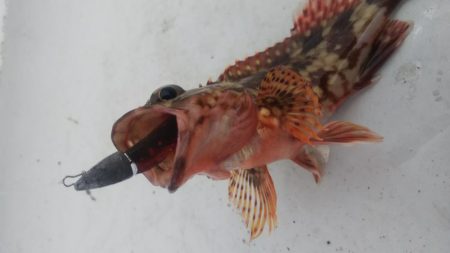 タケノコ1  ガシラ7