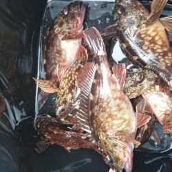 ガシラデパート