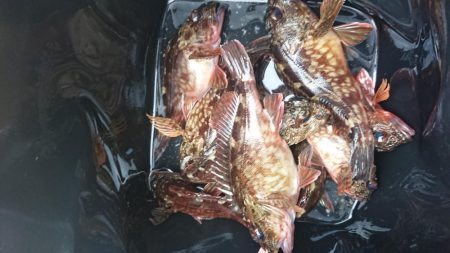 ガシラデパート