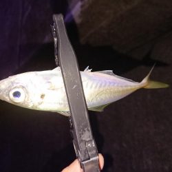 相も変わらず小さい