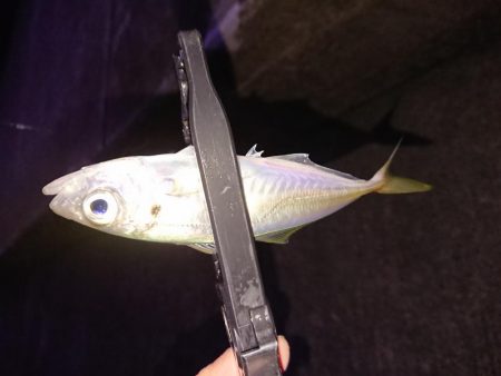 相も変わらず小さい