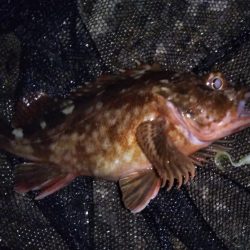 ライトゲームでソゲ