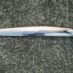 ハマチとドラゴン