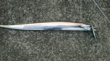 ハマチとドラゴン