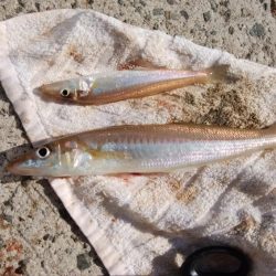 都志港へ落ちギス釣査