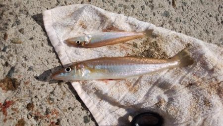 都志港へ落ちギス釣査