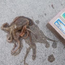 白灯台波止も落ちギス不在