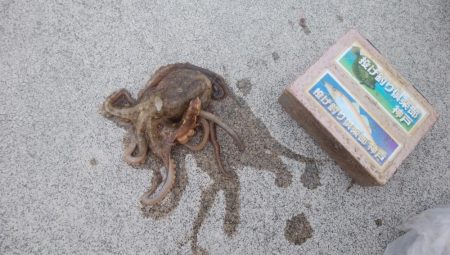 白灯台波止も落ちギス不在