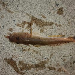 ラスト淡路釣行