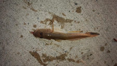 ラスト淡路釣行