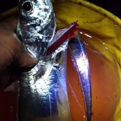 南芦屋浜へタチウオを釣りに行きました。