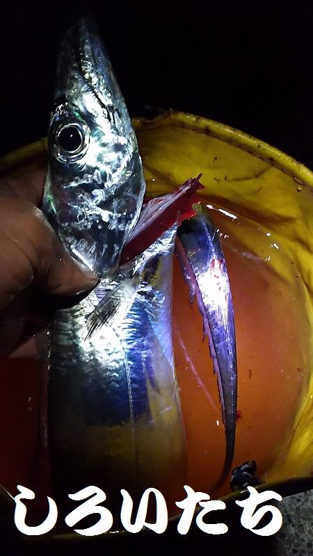 南芦屋浜へタチウオを釣りに行きました。