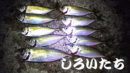 いろいろ釣れました。