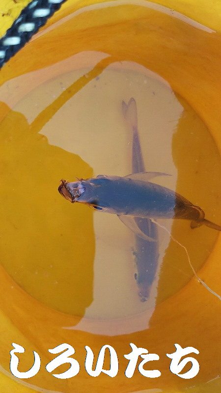 いいサイズのアジ達とハマチ