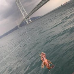 コブダイにご注意を…