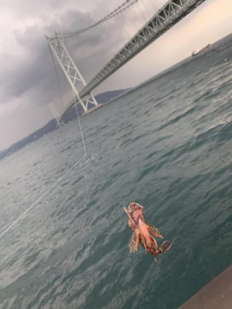 コブダイにご注意を…