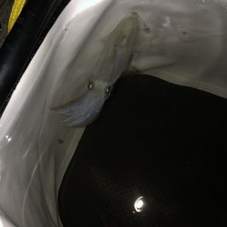 ヒイカ爆釣？