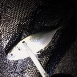 淡路がホームに