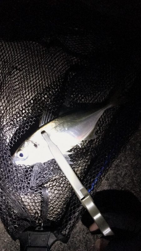 淡路がホームに