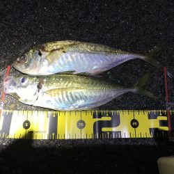 プラグで尺アジ 降臨 だがメバルが良かったな…