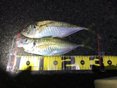 プラグで尺アジ 降臨 だがメバルが良かったな…