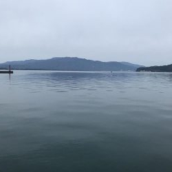 久しぶりのコウイカ