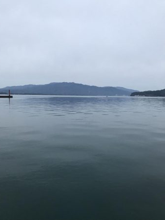 久しぶりのコウイカ