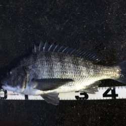 イチノ兄弟、釣果！