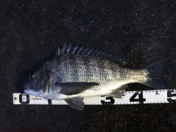 イチノ兄弟、釣果！