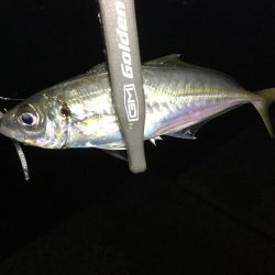 アジ、メバル良好