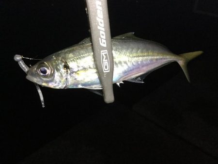 アジ、メバル良好