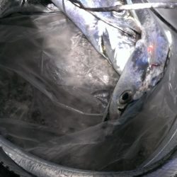 まだまだイケる