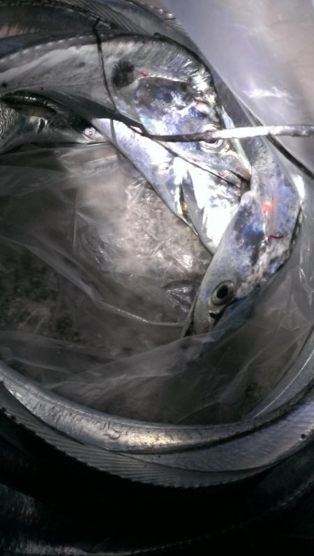 まだまだイケる